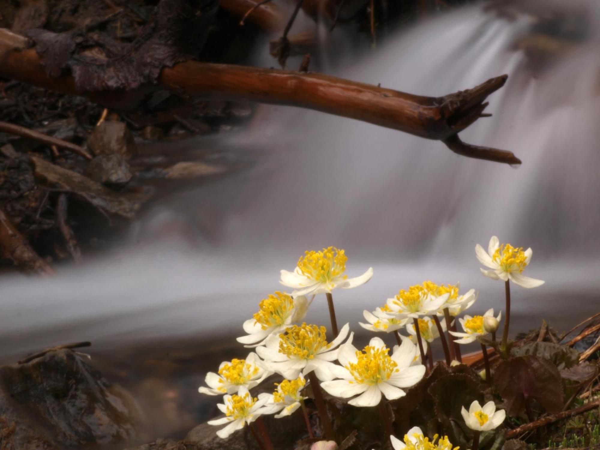 Sol Duc Hot Springs Resort Ovington Luaran gambar